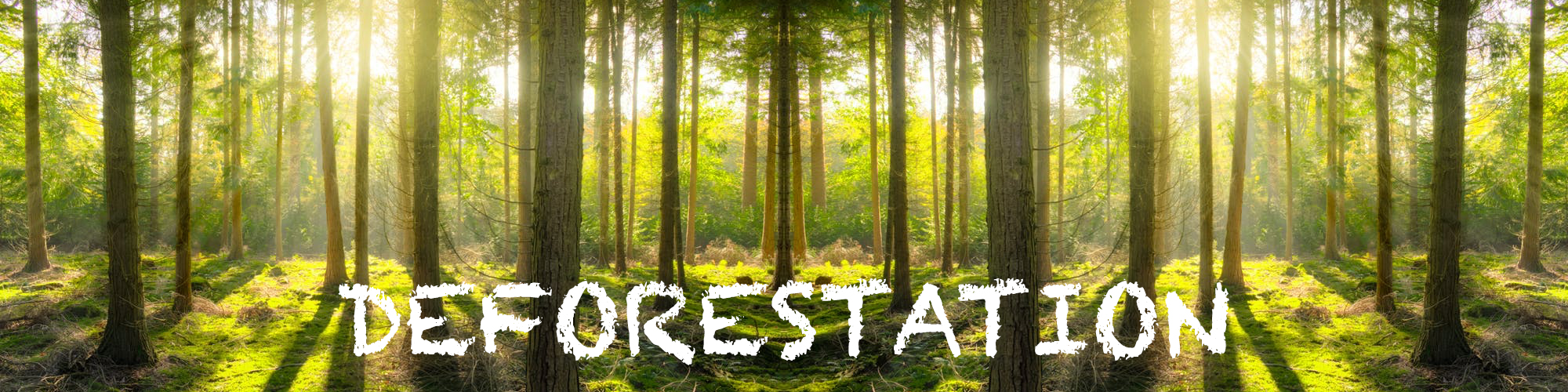 DEFORESTATION