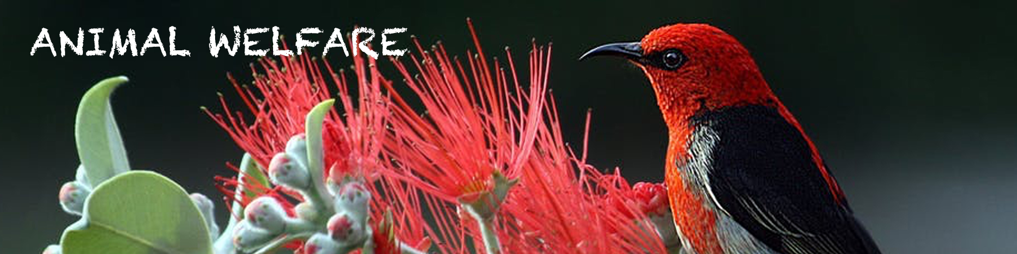 ANIMALWELFARE